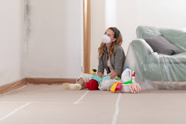 Reliable Black Mold Removal contractor in Fort Collins, CO by WQB Mold Removal